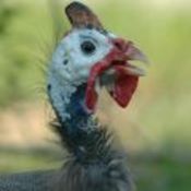 SiameseVA_upclose.jpg.thumb.jpg